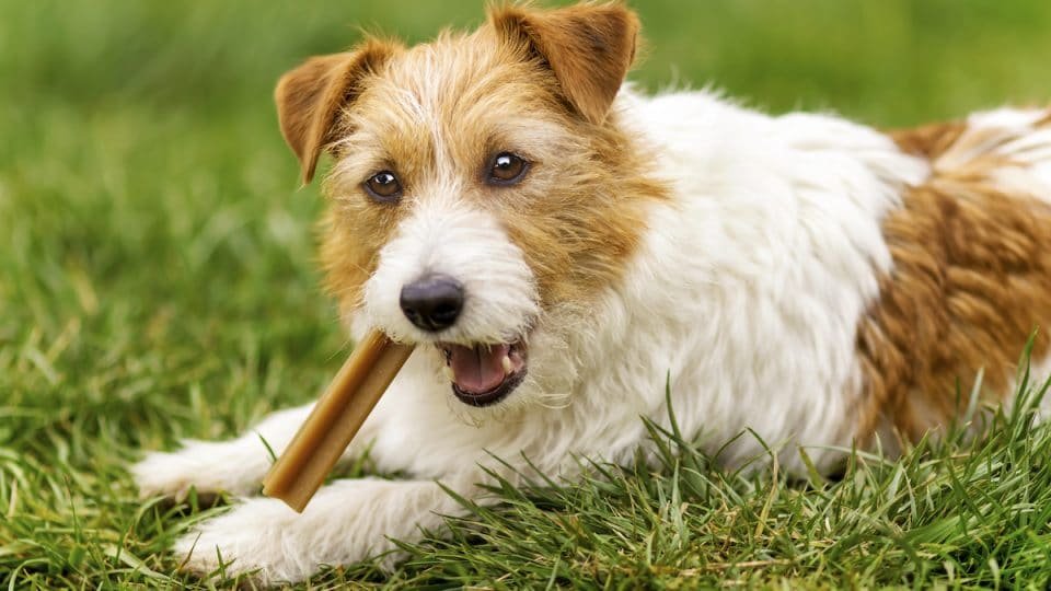 dog chewing on a toy